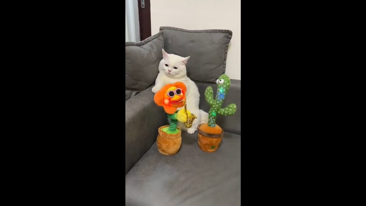 Baby Cats - Cute and Funny Cat Videos #Shorts #15