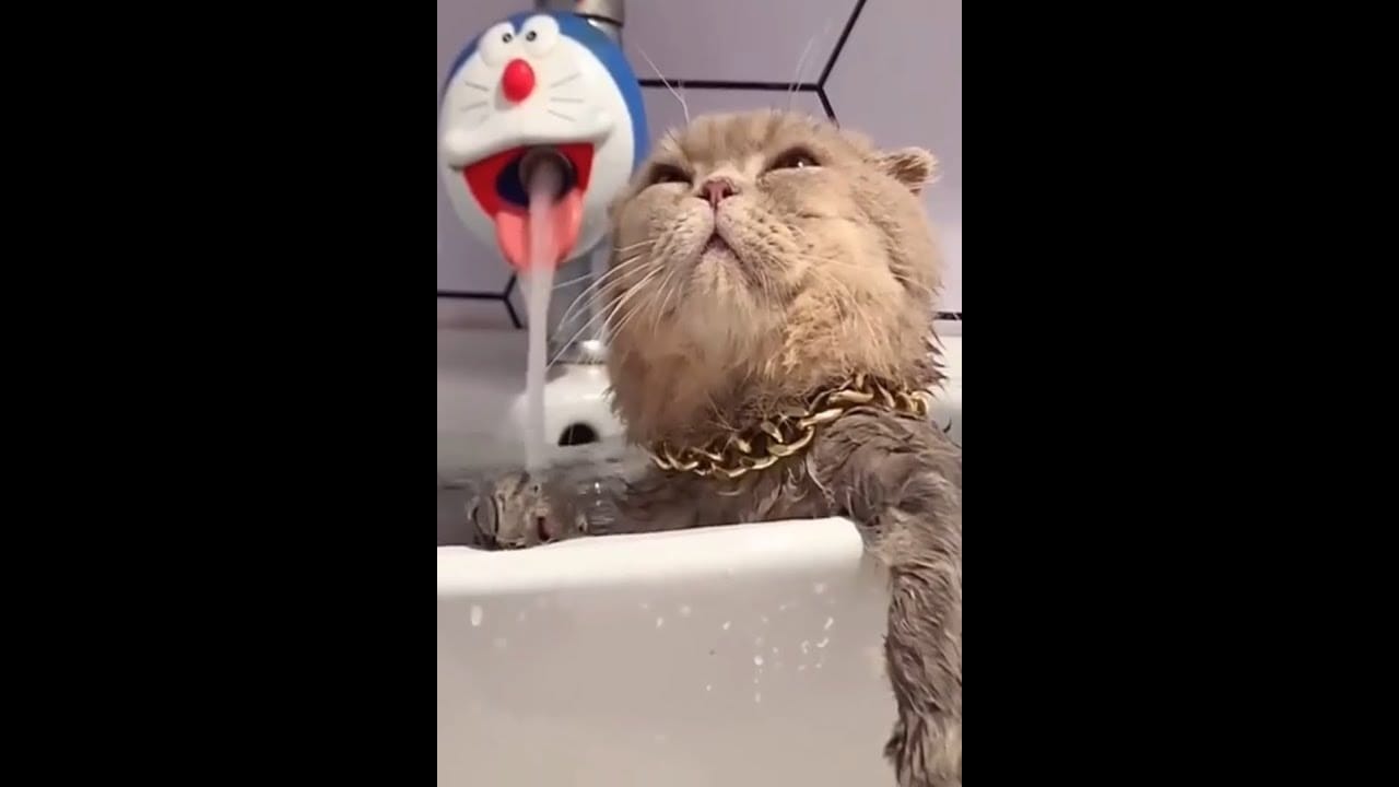 Baby Cats - Cute and Funny Cat Videos #Shorts #18