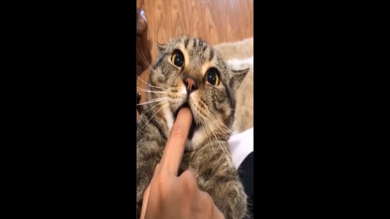 Baby Cats - Cute and Funny Cat Videos #Shorts #34