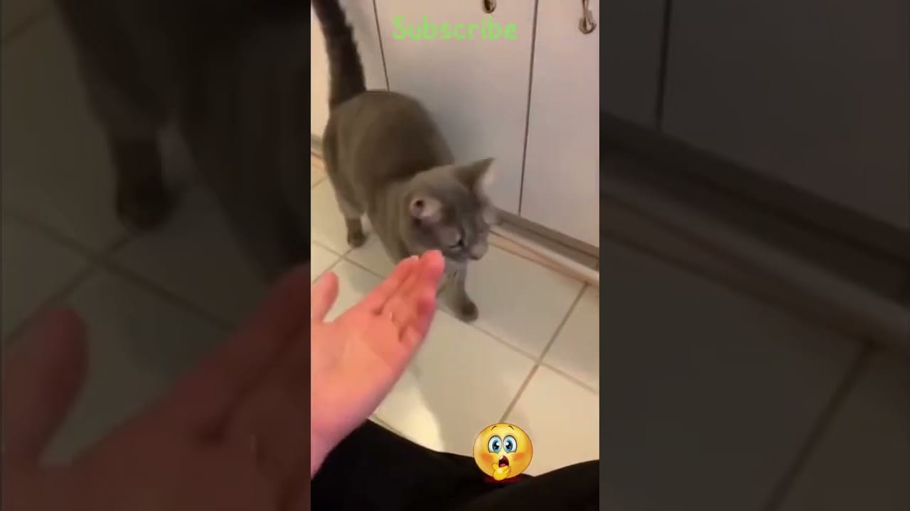 Baby Cats - Funny And Hilarious Cats | Funny Complication #Shorts #shortsfeed