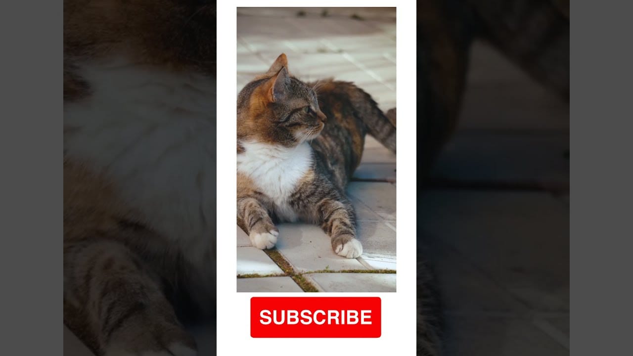 Baby Cats - baby cats | cute and funny cat videos compilation #60 | cute cats land