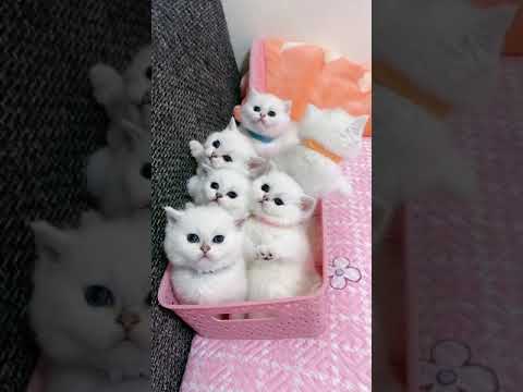 Beautiful Cute a lot of Kitten #Animals #Shorts 6