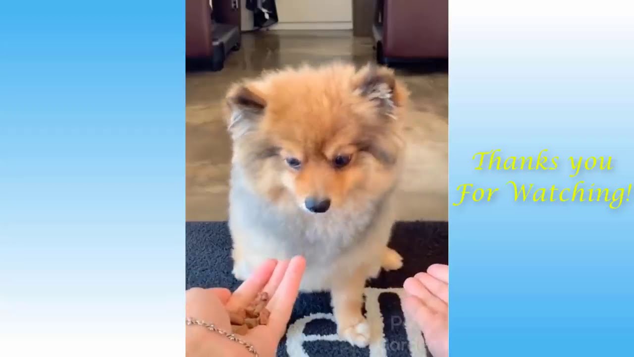 Best Animal News Bloopers Compilation 2020