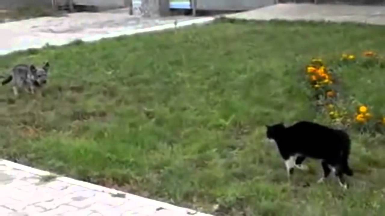 Best of animals    Holy Cat!  2014   Premium collection