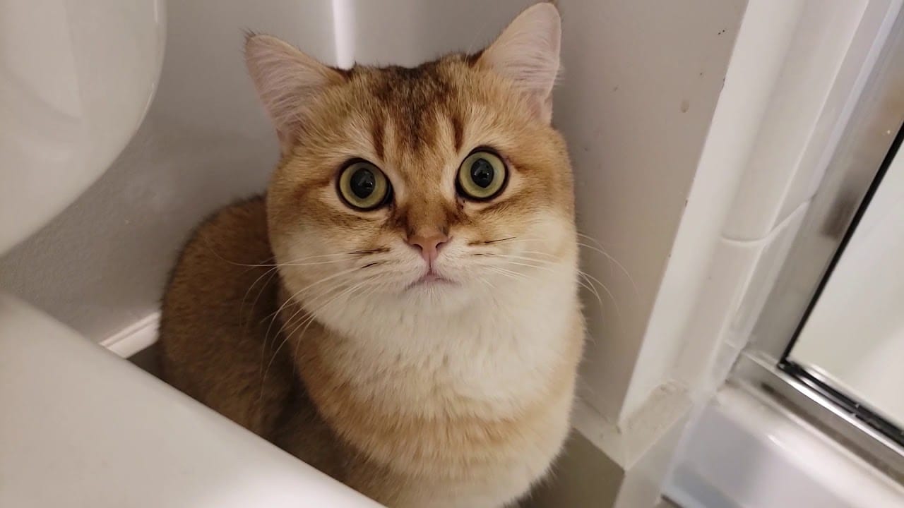 British Shorthair Cat - Teddy - Hide & Seek