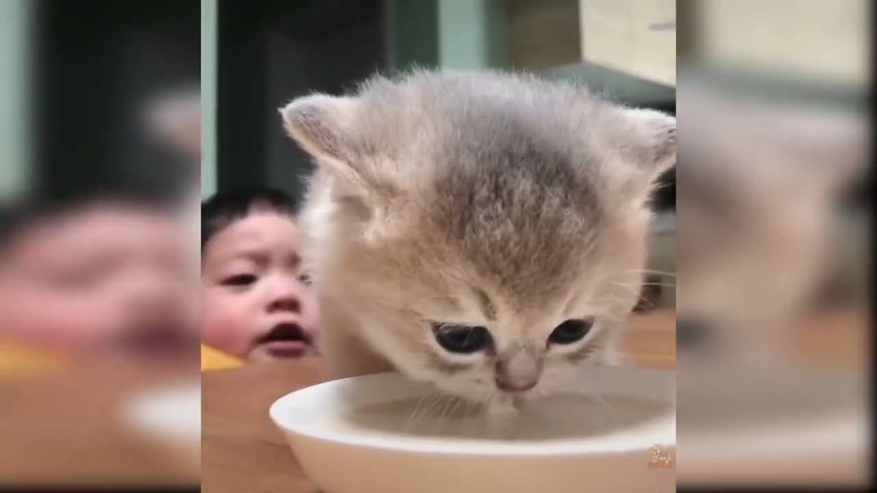 CAT FAILS FUNNY COMPILATION #2