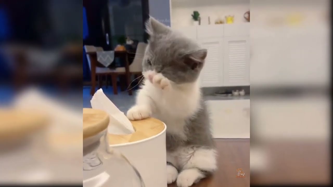 CAT FAILS FUNNY COMPILATION #3