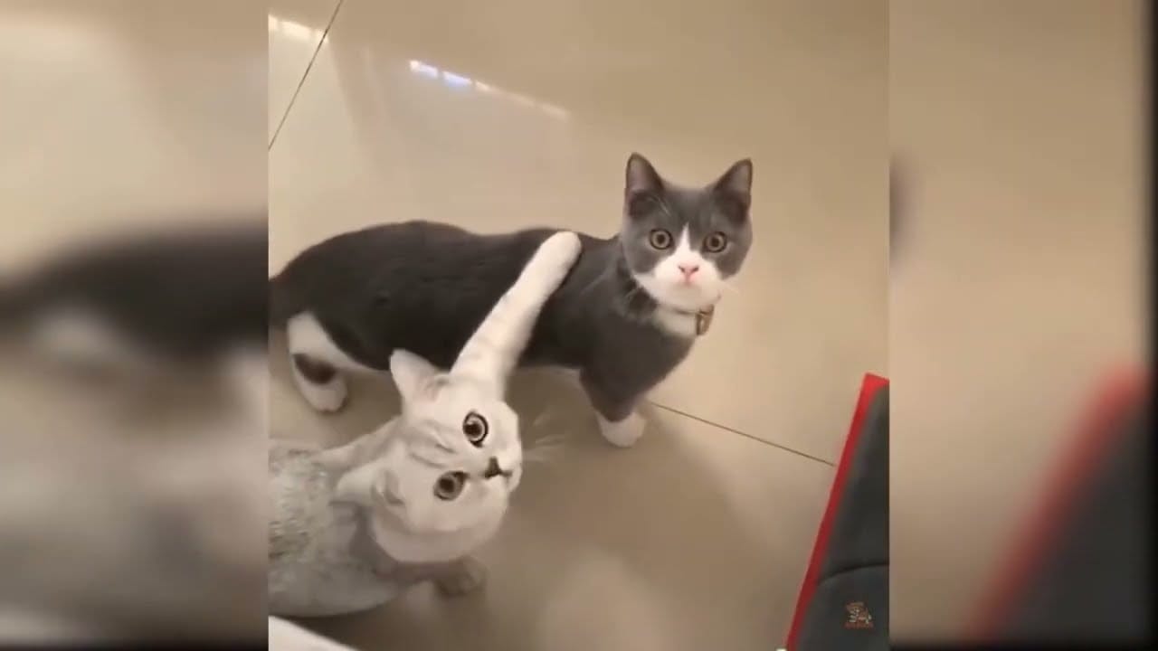 CAT FAILS FUNNY COMPILATION