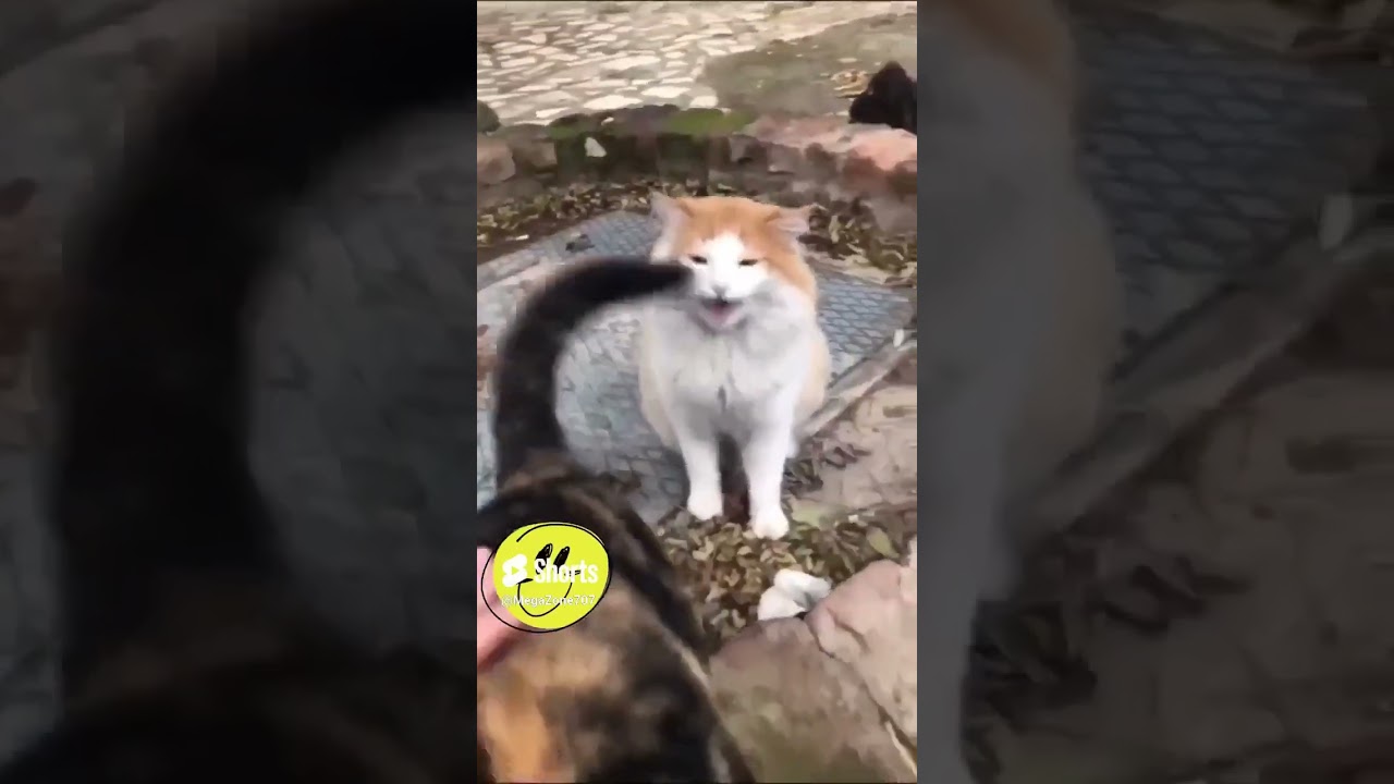 CAT astrophic Funnies You'll Never Believe What Happens Next!  #shorts #viral #trending