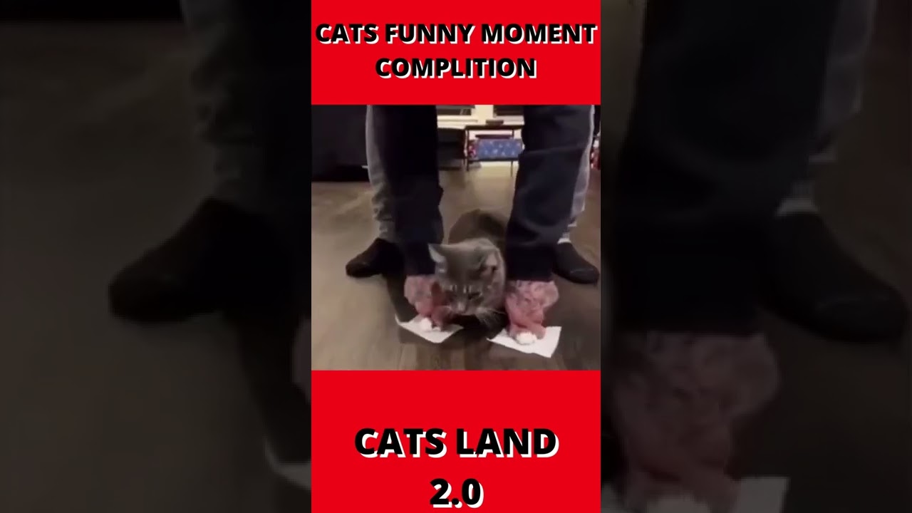 CATS FUNNY MOMENTS COMPLITION#SHORTS#YotubeShorts