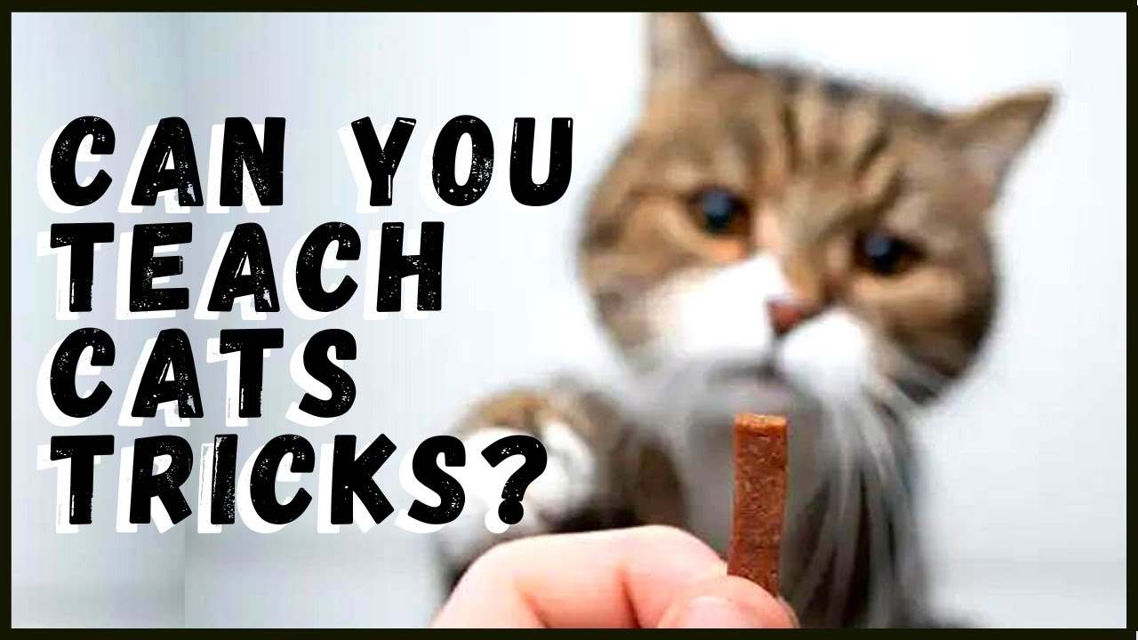 Can You Teach Cats Tricks? The Ins and Outs of Training your Feline Friend