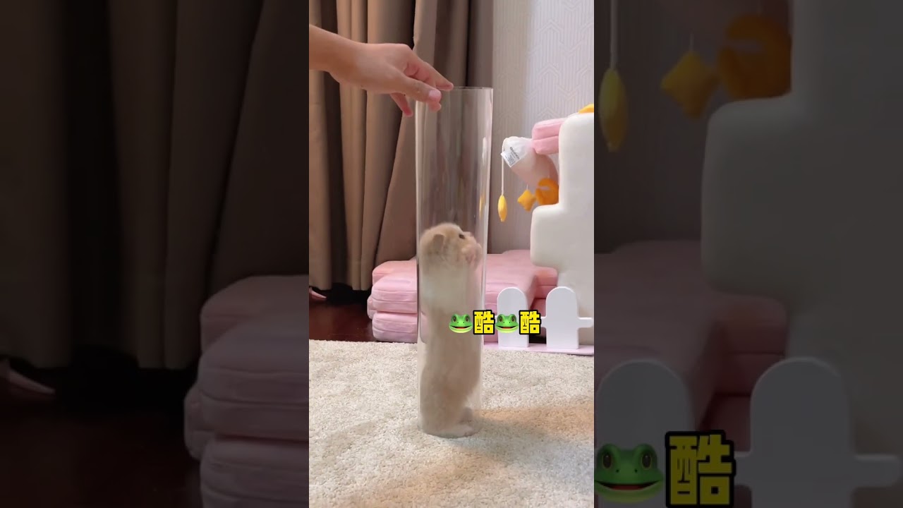 Can't Stop Laughing: The Funniest cat. #funnypets #petmoments #cutecats