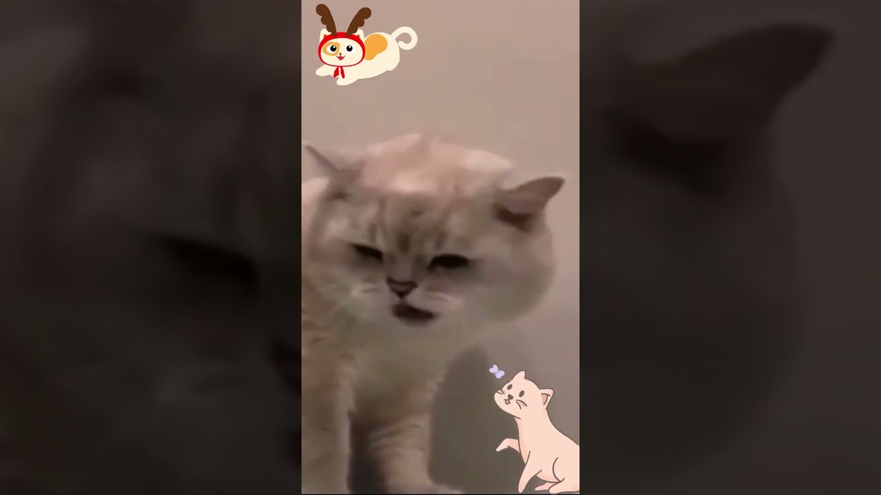 Cat Funny Video - Cute Cats - Funny Meow - Funny Animals