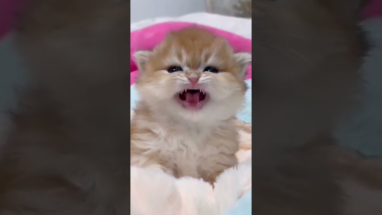 Cat Whistle | Noises Dogs Hate | Animals Funny | Funny Cats #shorts