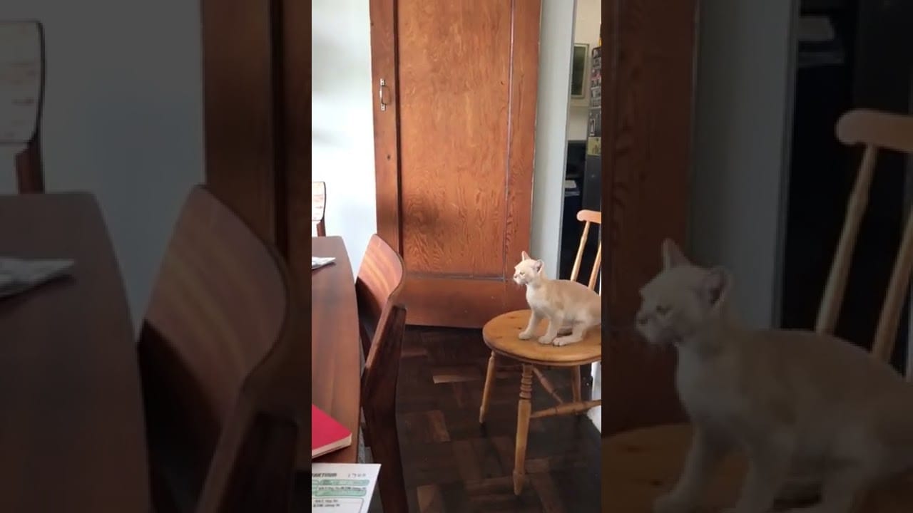 Cat fail (featuring baby Jerome)