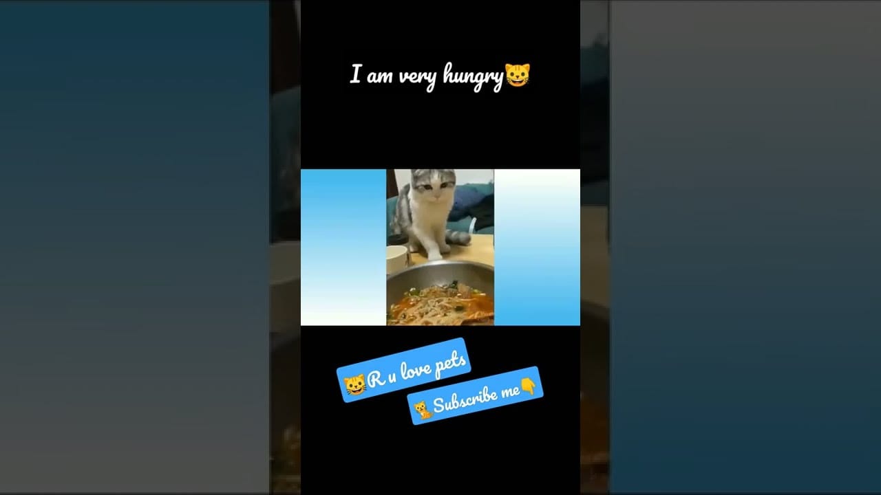 Crazy-Cat #shortss #TikTok #Funnyvideos #cats