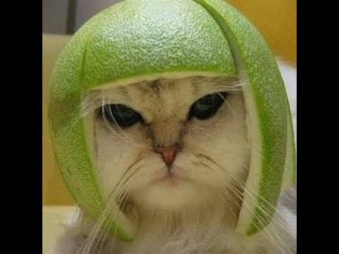 Crazy Cats & Funny Dogs Compilation