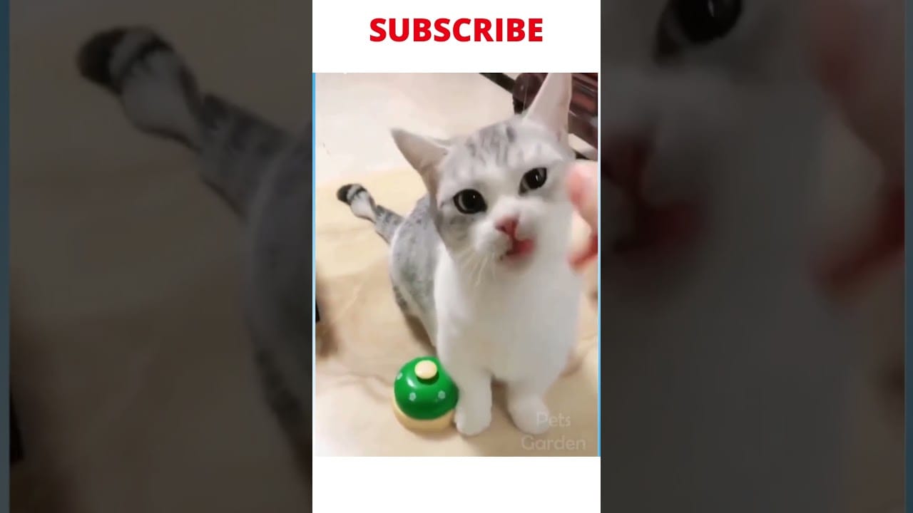 Crazy Cats and Dogs at their Best| Funny and Cute Pets #shorts