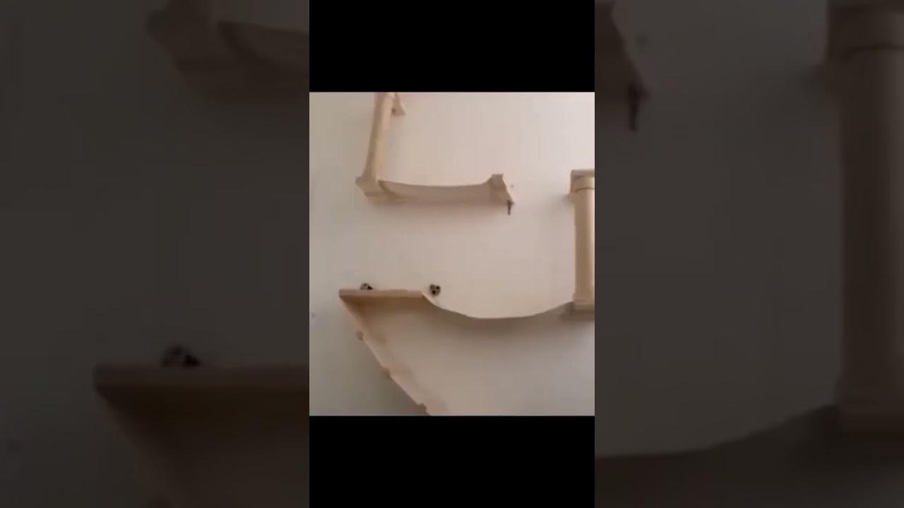 Crazy monkeys are playing pranks#shorts