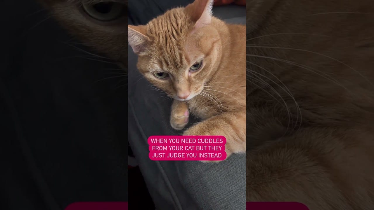 Cute Cat Meow #animals #cats #dog