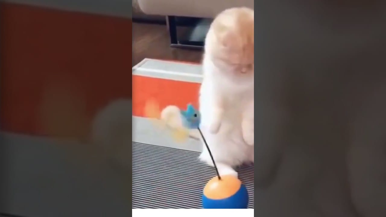 Cute Cats Animal Pranks Funny Pets Top Video #Shorts