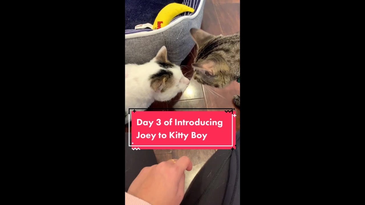 Cute Cats - Cute and Funny Cat Videos Compilation 126