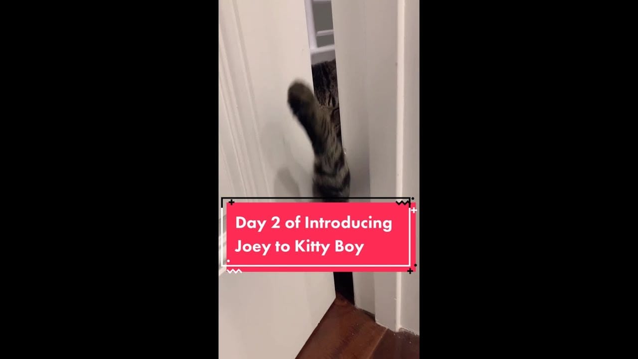 Cute Cats - Cute and Funny Cat Videos Compilation 127