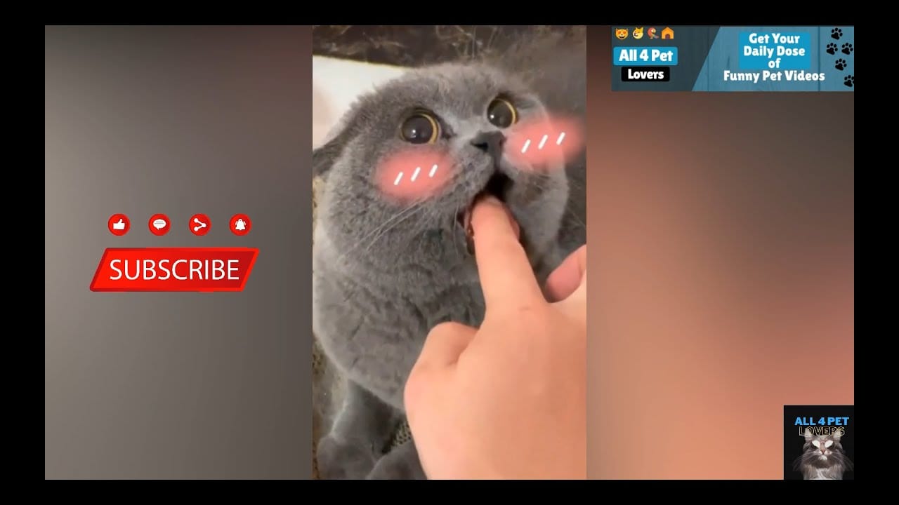 Cute & Funny Cat Videos Compilation # 03 | All 4 Pet Lovers