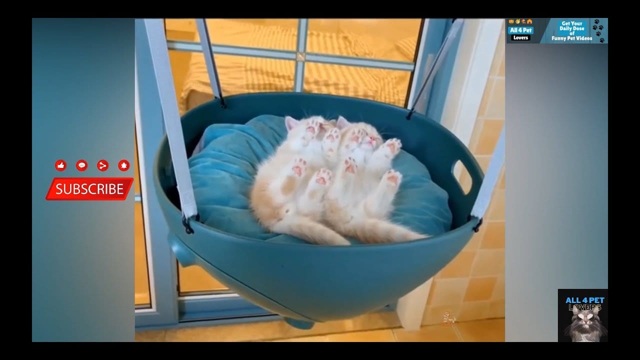 Cute & Funny Cat Videos Compilation # 04 | All 4 Pet Lovers