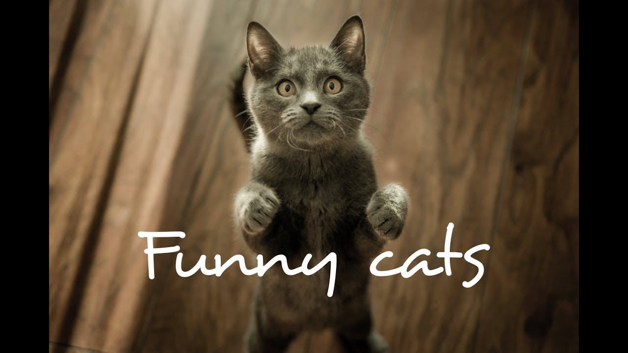 Cute and Funny CAT - Funniest Cats Compilation 2019