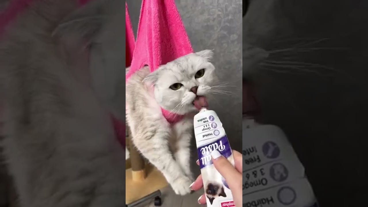 Cute and Funny Cat Moments: A Compilation of Feline Fun