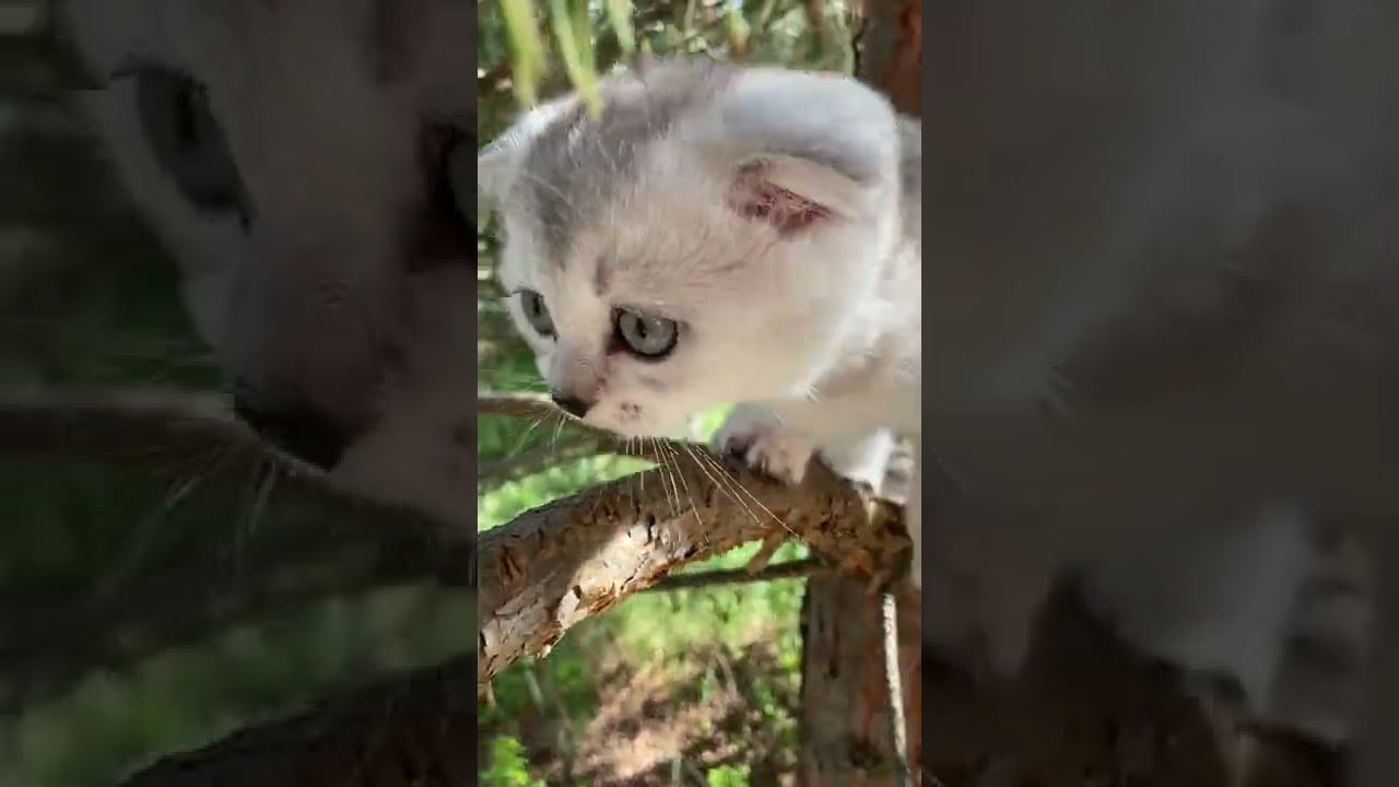 Cute and Funny Cat Videos Compilation - Cat insists on sitting in the most obtrusive place