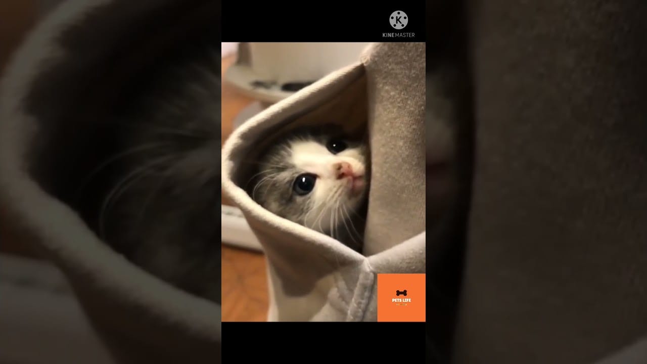 Cute and Funny Cat Videos - Cute Baby Cat #Shorts