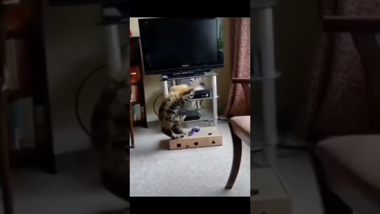 Cute and Funny Cats Videos Compilation 2022_|270|_#Shorts