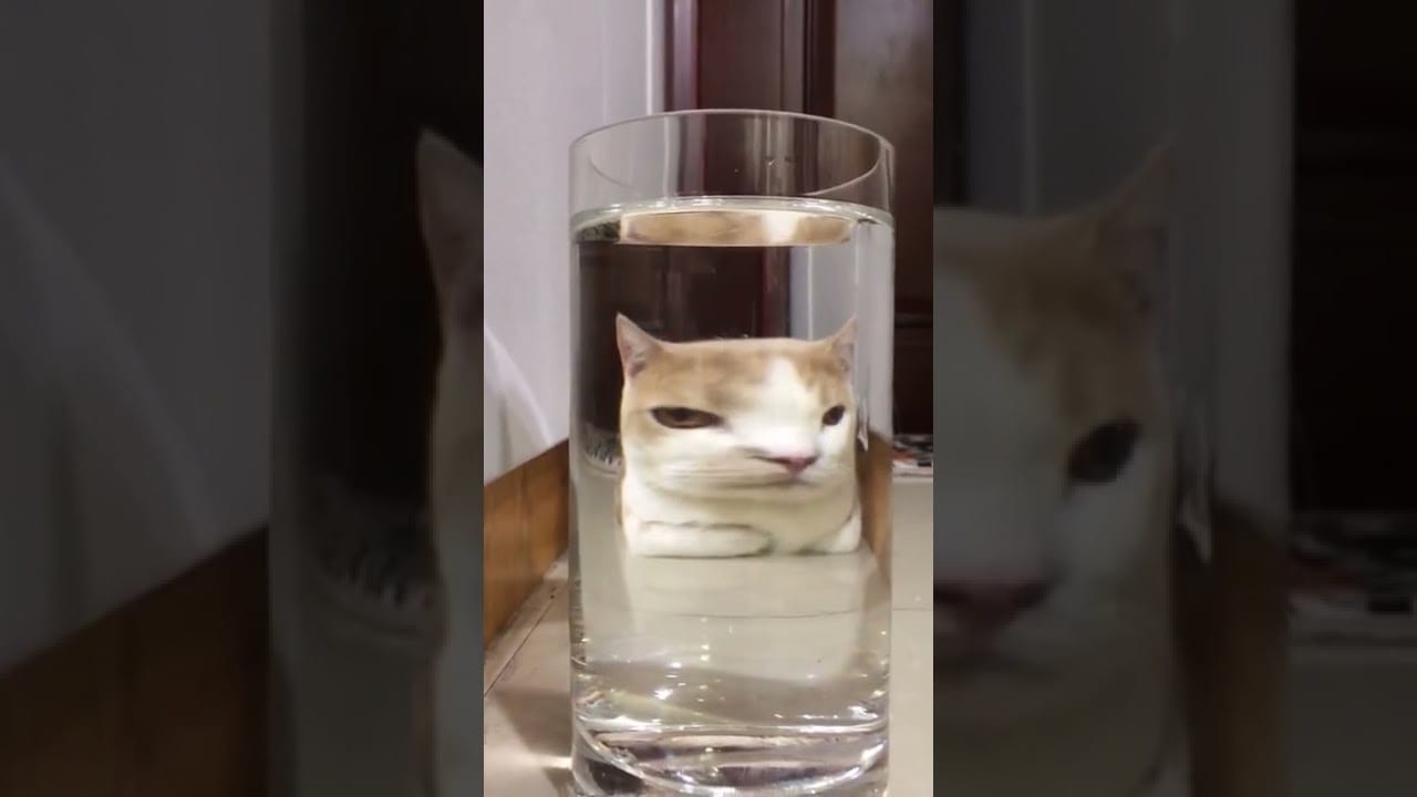 Did You See This Funny Cat Face Before | Funny Cute Cats Videos