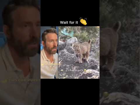 Do You Want To Pet This Weird Cat #shorts #cats #ShikyFAV