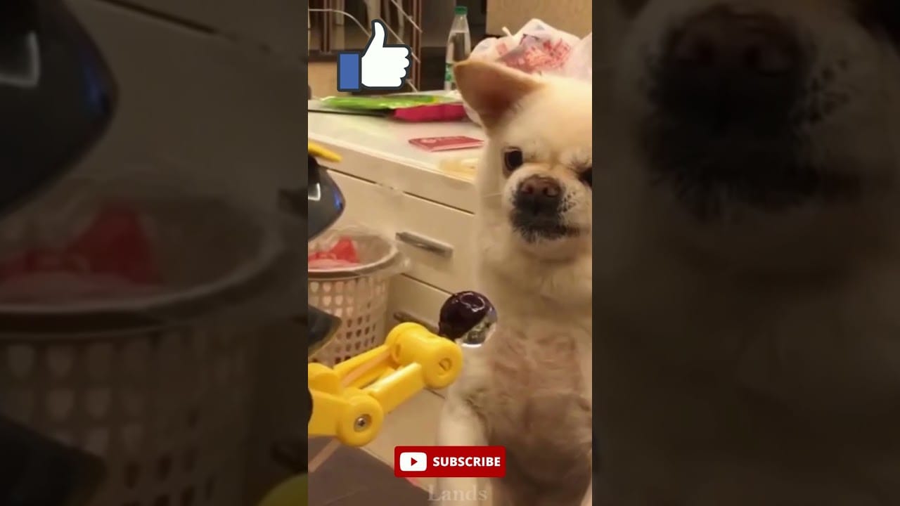 Don't Laugh Challenge- Funny Pets Compilation 3