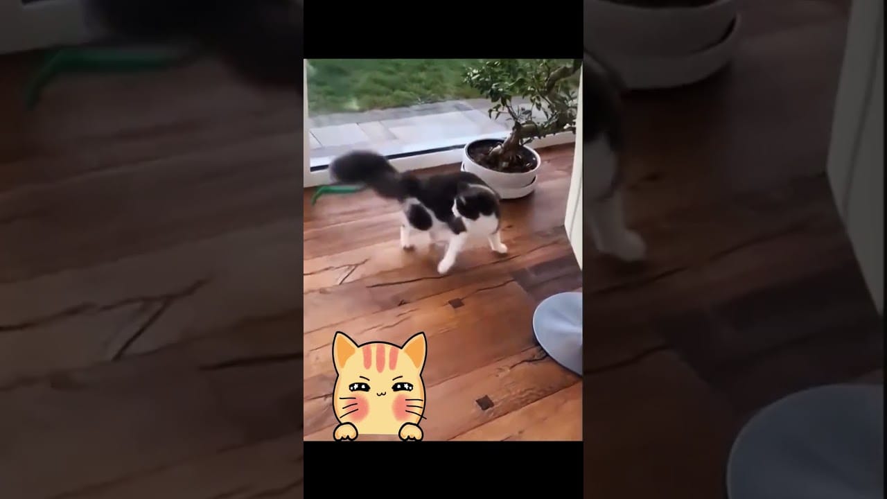 Don't Laugh Funny Cats | #ytshorts #youtubeshorts