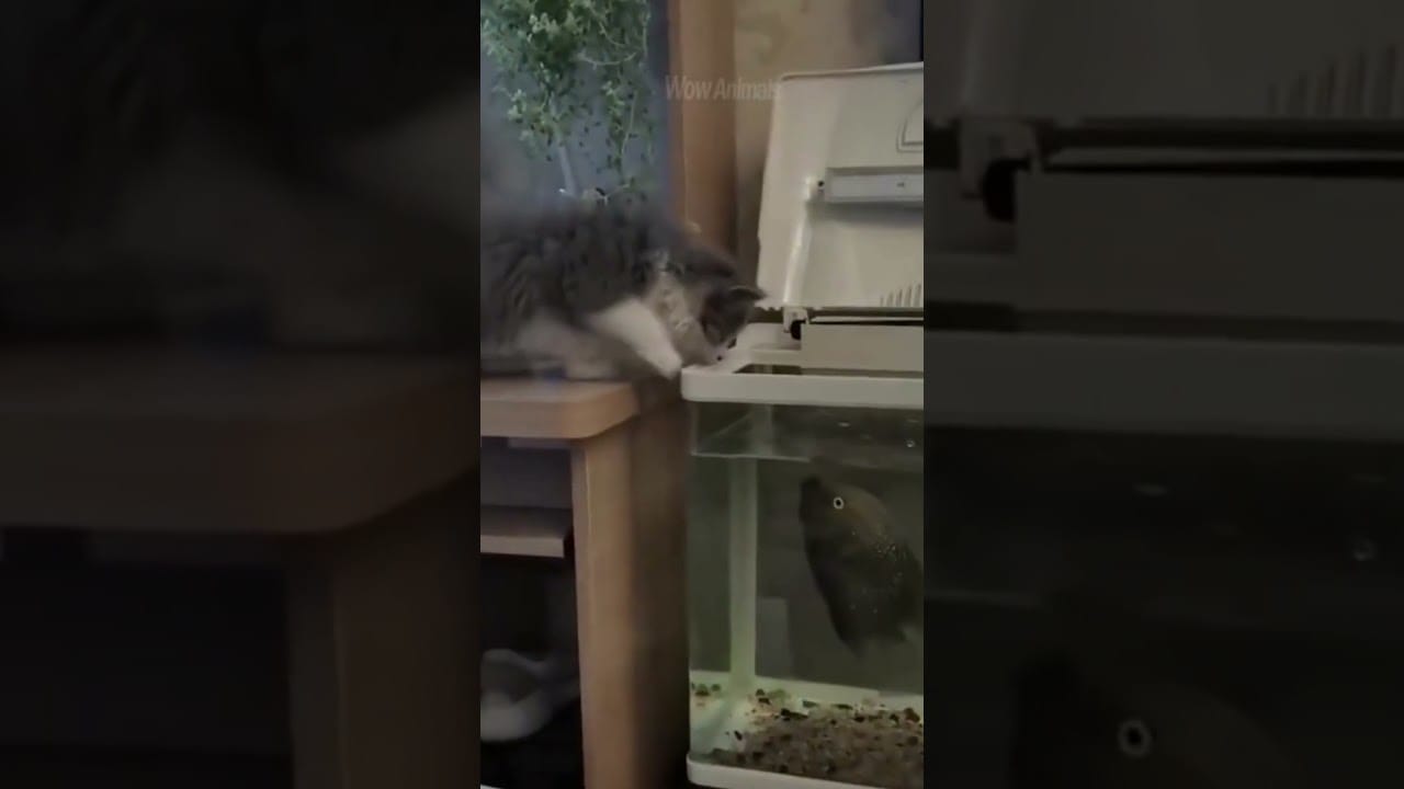 FUNNY CAT VIDEO