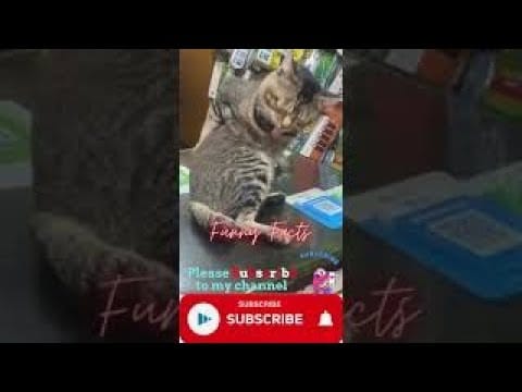 FUNNY CATS (Viral Videos) #funny cats #cute_cats #shorts