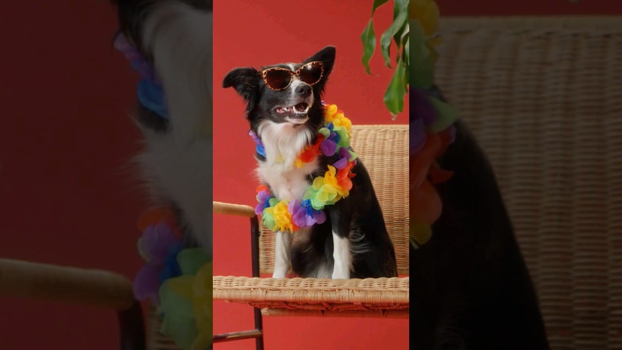 Fanciest Dog Ever #shorts #short #dogs #dog #pets #pet #viral #youtubeshorts