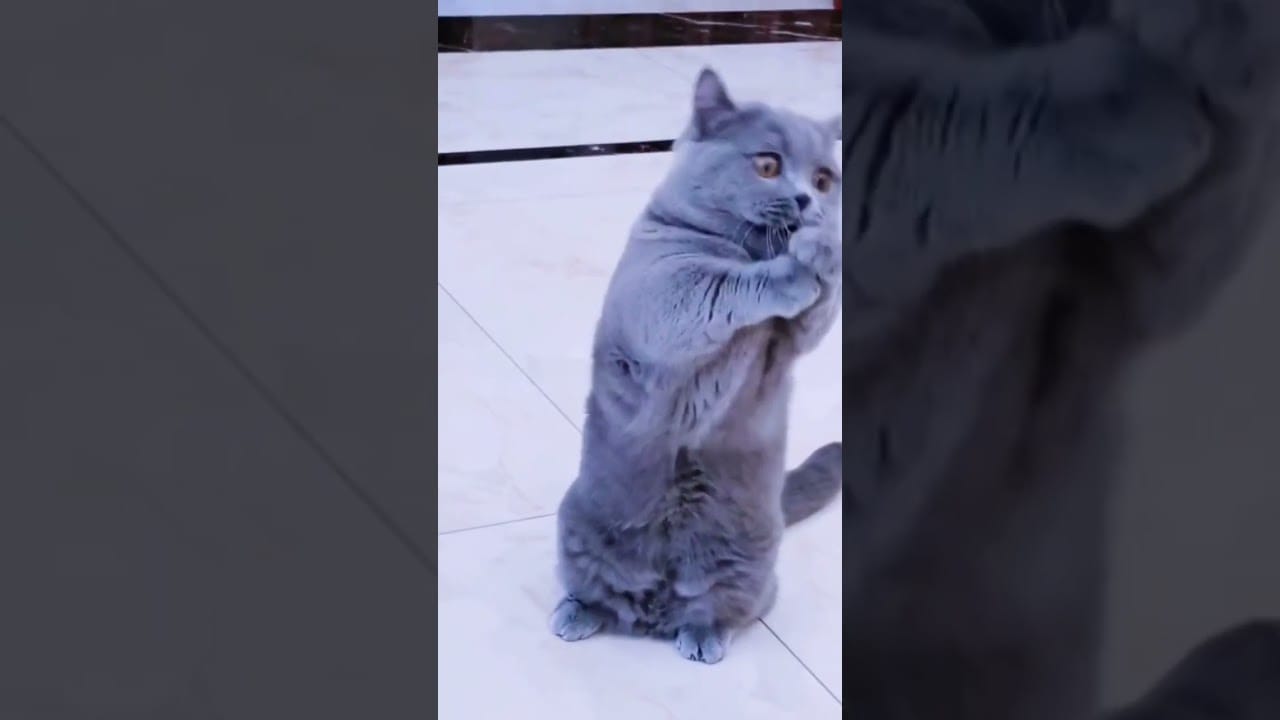 Fanny Cats Compilation | #youtubeshorts