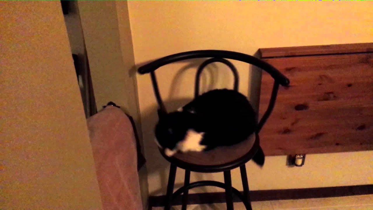 Feline Barstool Antics