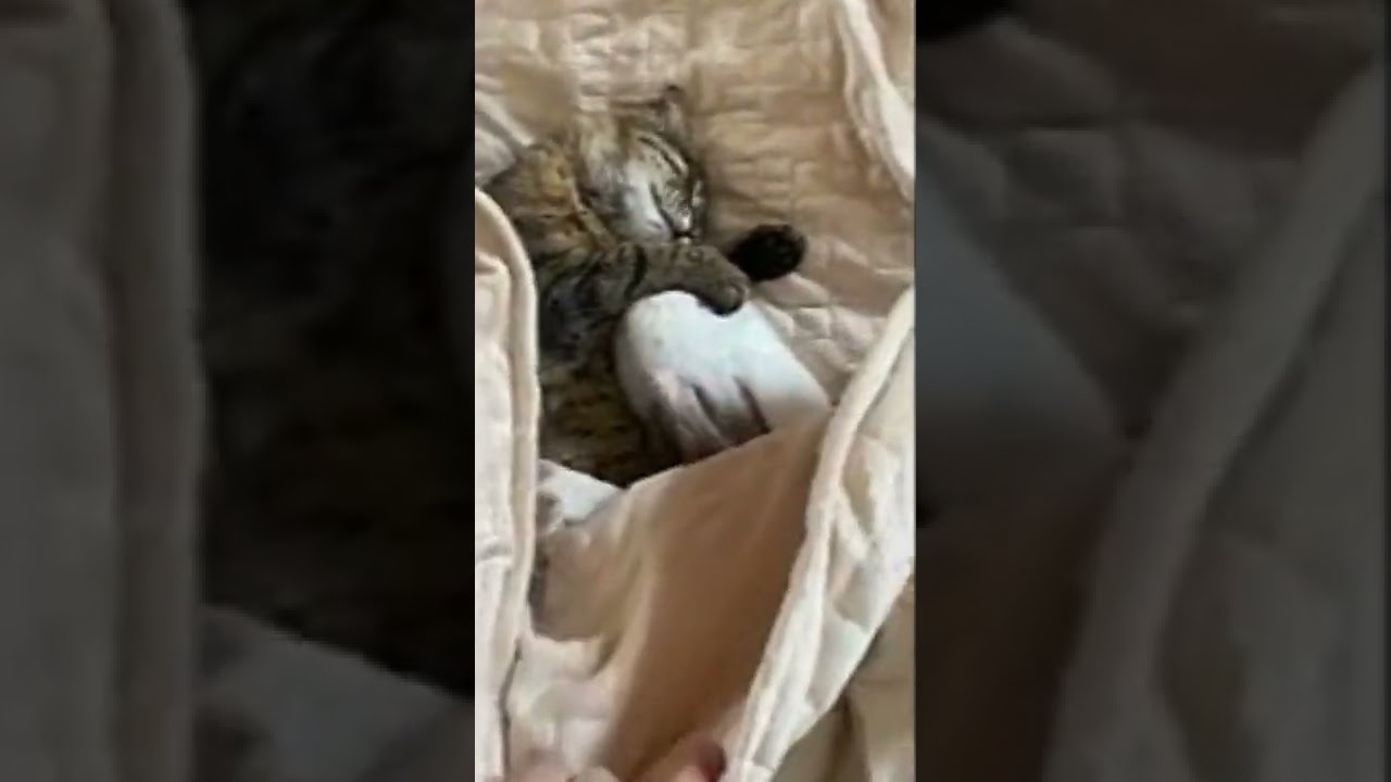 Funniest Animals | Cute and Funny Cat Videos