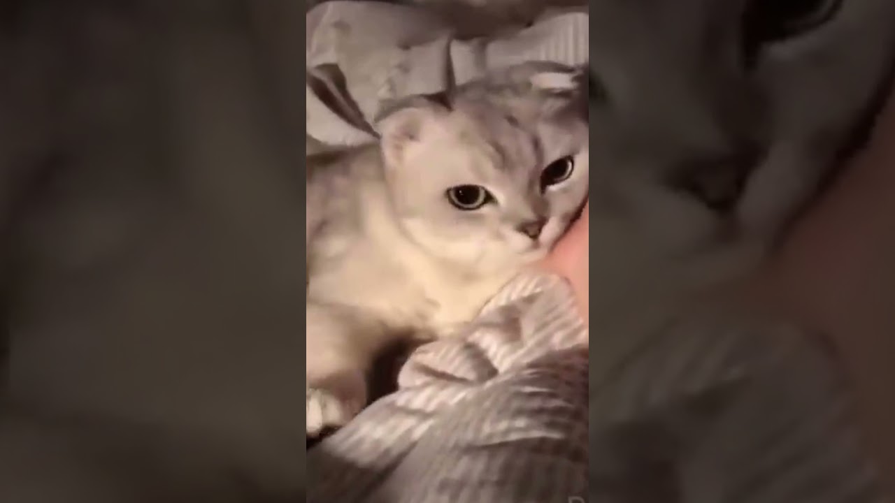 Why Choose Cats Luv Us?