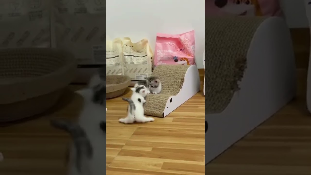 Funniest Cat Videos on the Planet - Best Funny Animal Videos 2022 | The A2 Shorts