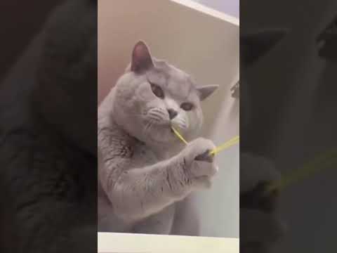 Funniest animals 2023 | Funny cats and dogs | Funny animals videos 2023 #2