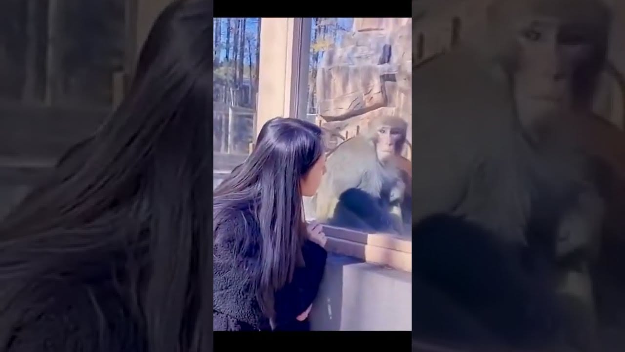 Funny Animals # Shorts