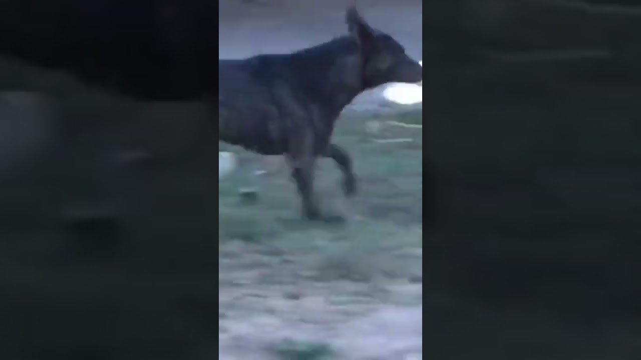 Funny Animals Videos