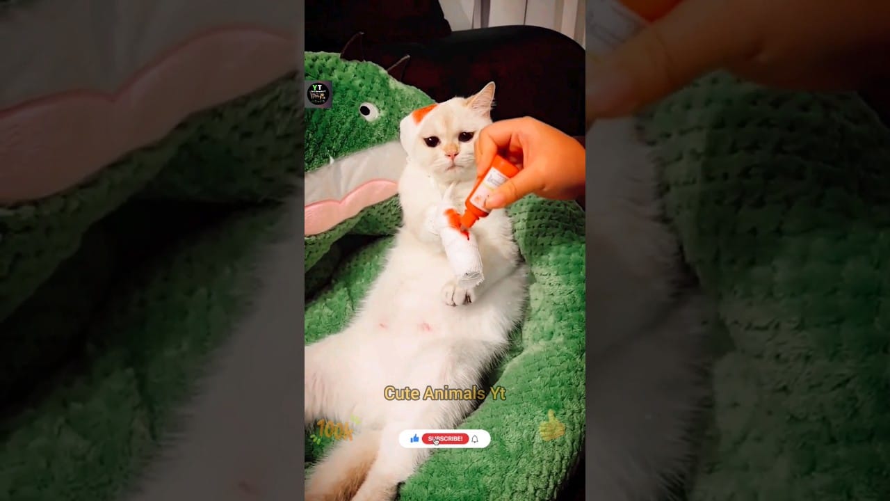 Funny Cat Compilation Videos 2023 | Animals Funniest Videos | Cat Videos | Cute Animals Yt #shorts